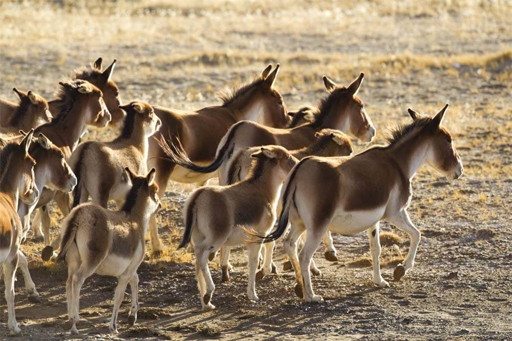 无人区被狼群追赶,无人区被狼跟踪