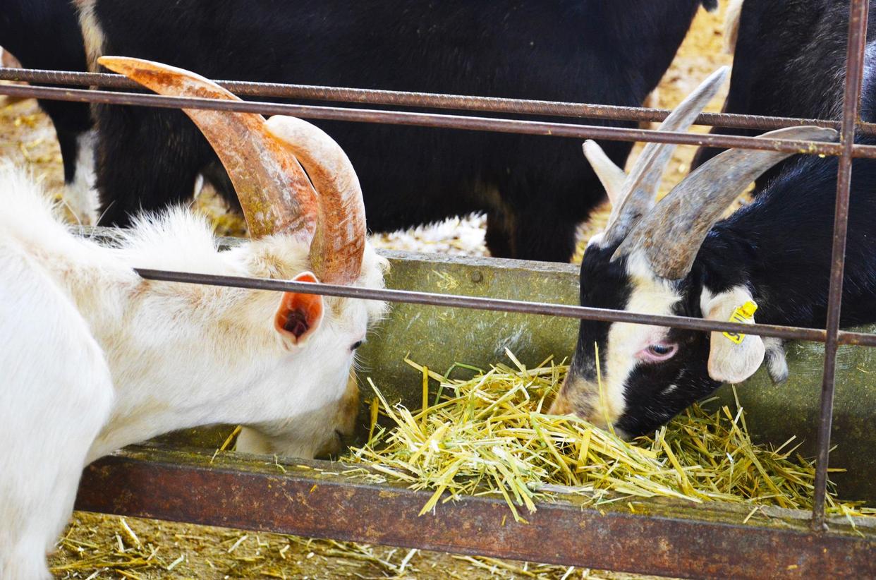 羊奶粉价值高吗,雅泰朵恩羊奶粉如何分辨真假