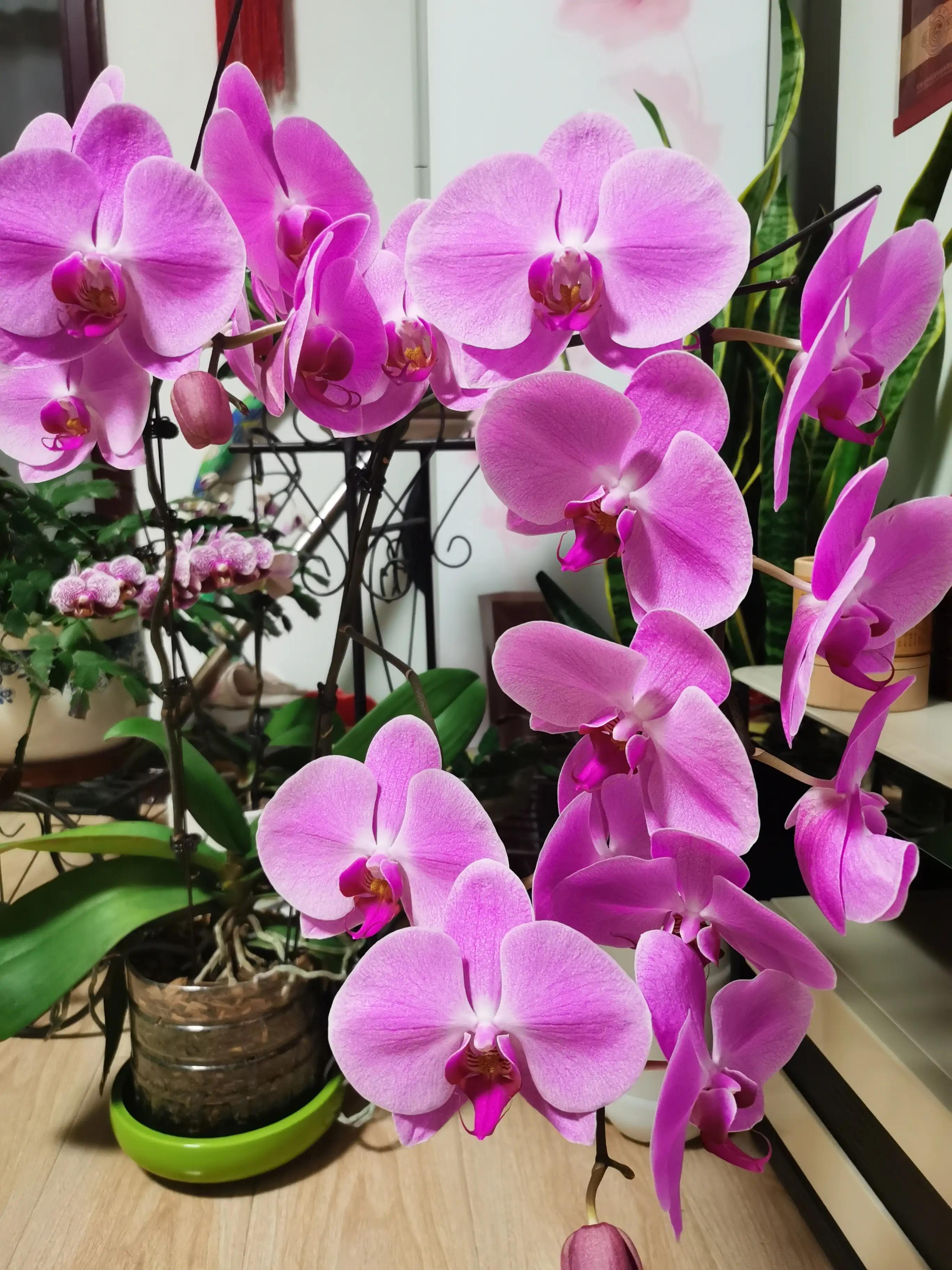 粉黛佳人水仙,紫水仙图片大全