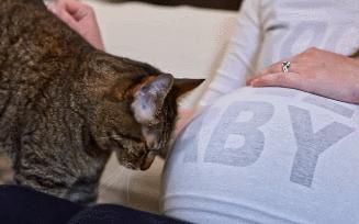 猫咪为什么喜欢趴在孕妇的肚子上,为什么猫咪喜欢在孕妇肚子上睡觉