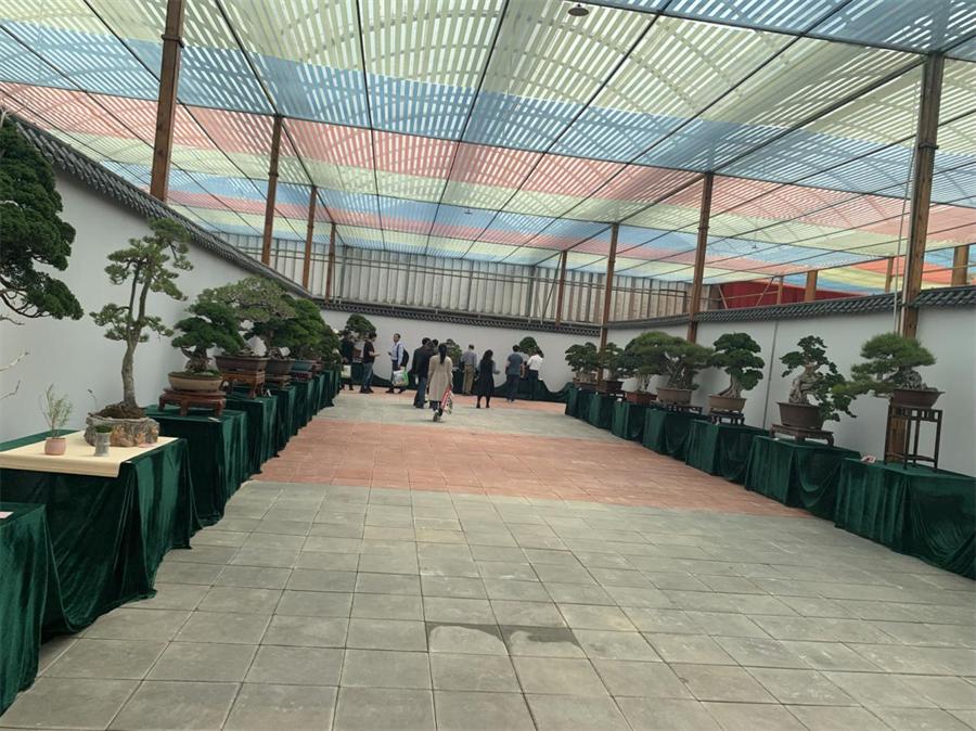 泰山杯书画展,泰山杯盆景展