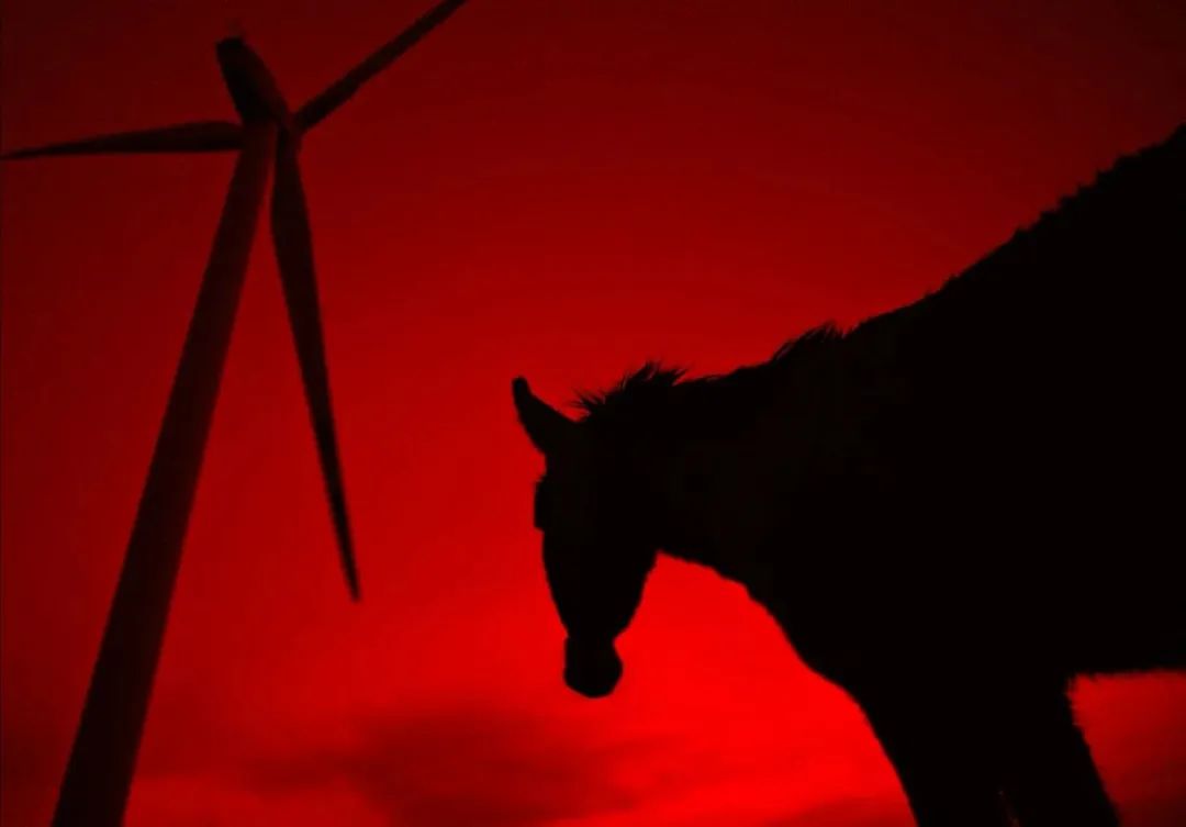 关于驴的电影大全,关于驴的电影解说