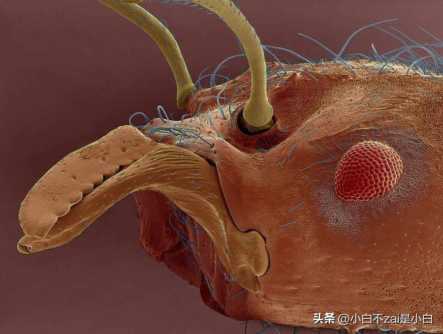 显微镜观察昆虫脸视频,昆虫在显微镜下的真正面目