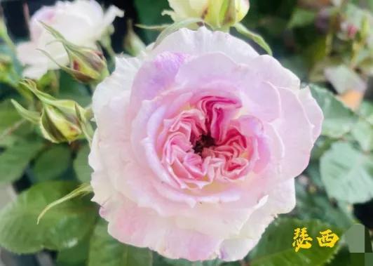 常见切花月季一览（45）