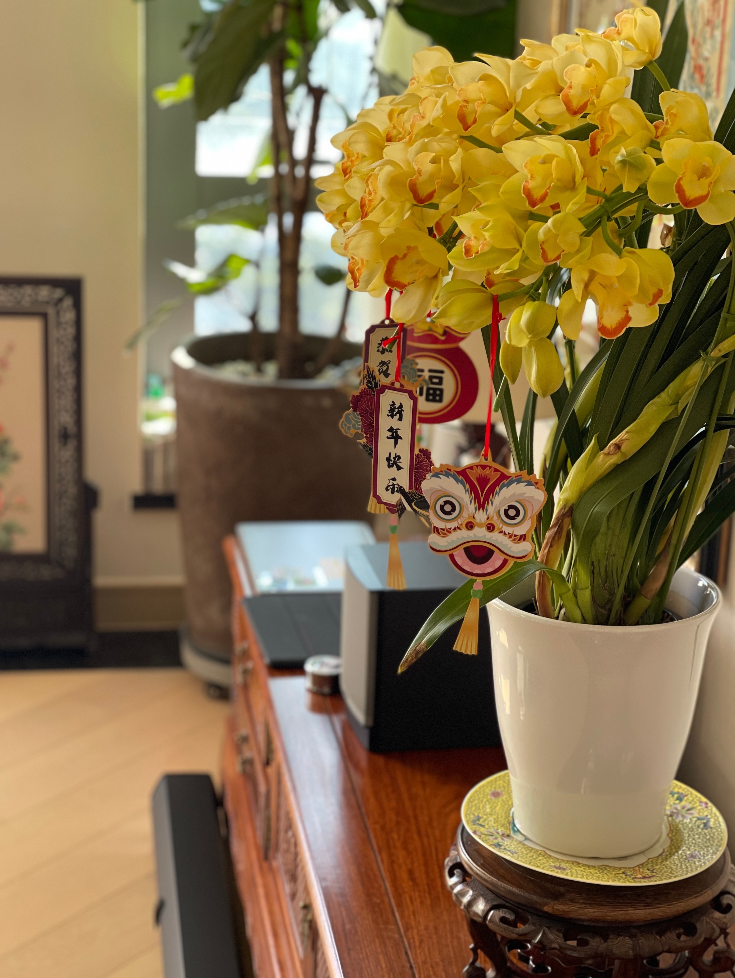 快过年了，家里可以养盆“黄金岁月”，美丽又喜庆，花香熏满屋