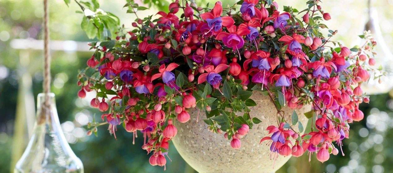 年前逛花市这5种花打死也别买,春天逛花市5种花千万别买