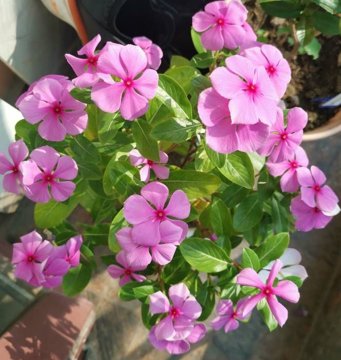 养花播种,养花小知识室内盆栽种植小技巧