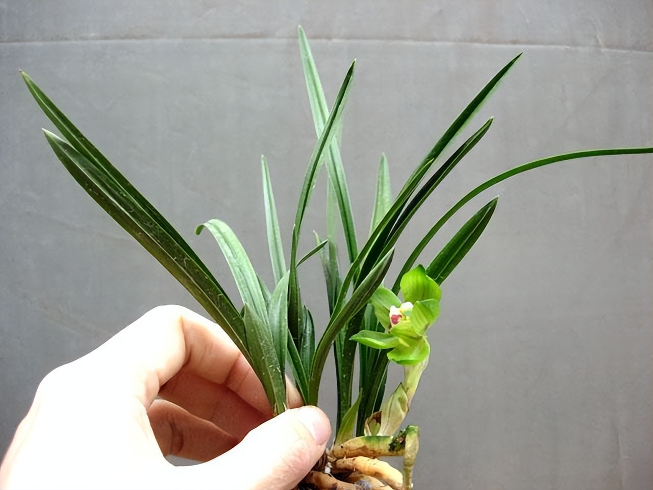 春兰绿云兰花,绿云春兰浓香型兰花