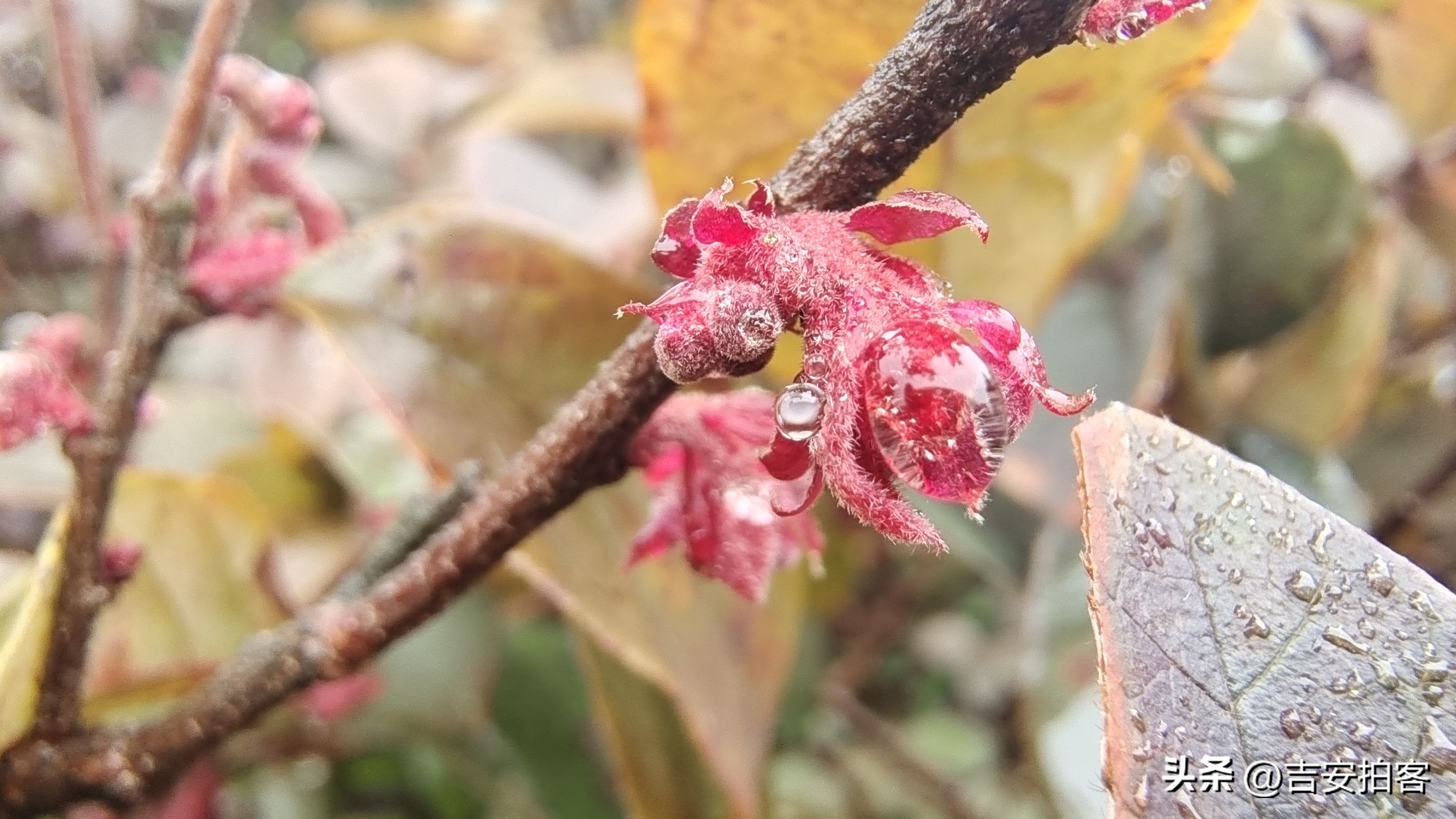 春雨滋润下的红花檵木