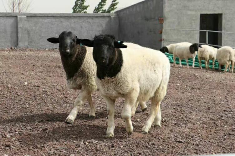 常见的肉羊品种有哪些？最适合圈养的肉羊品种有哪些？