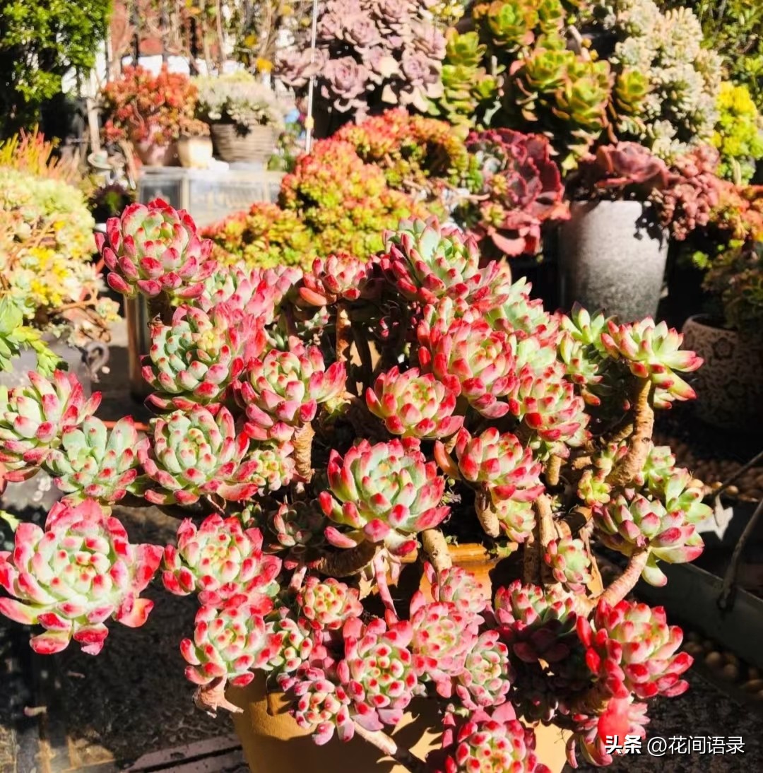 多子多肉,多子多孙多肉怎么栽培