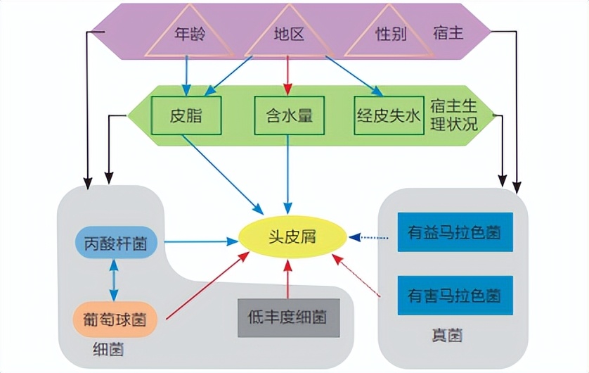 头皮屑特别多你该怎么治,头皮屑多有什么解决方法吗
