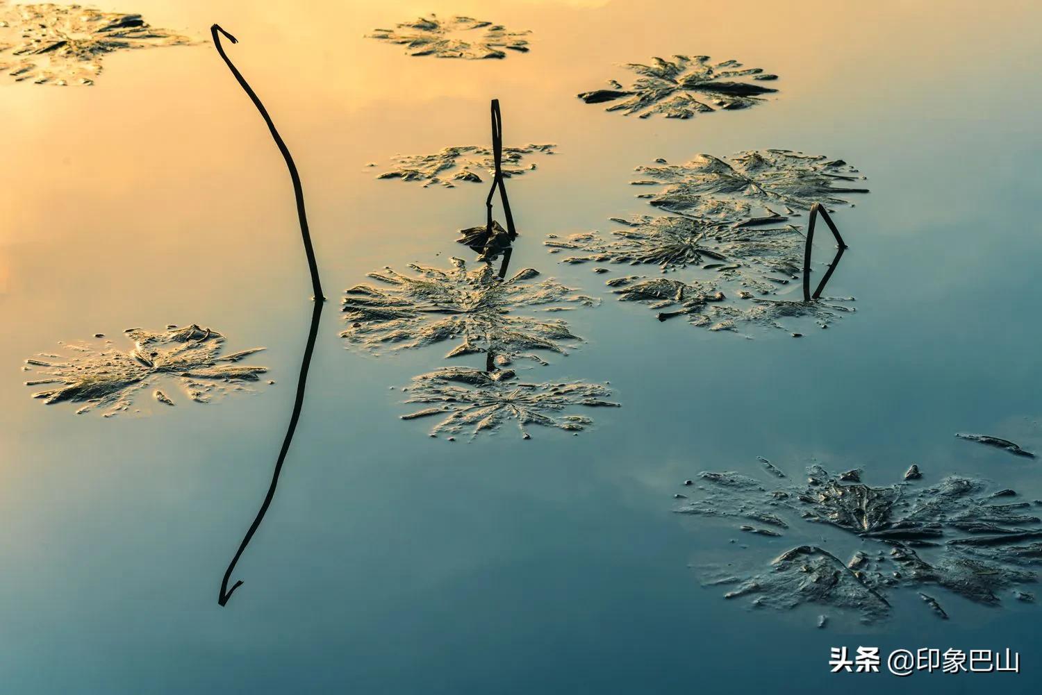 再发禅荷一组：岁月轮回一叶一菩提