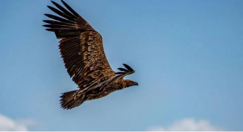 辽宁男子救助秃鹫,沈阳救助秃鹫