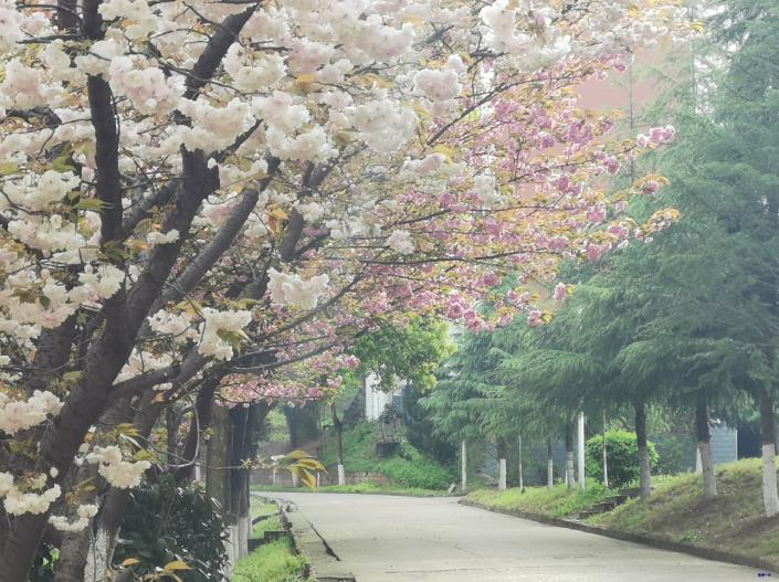 新洲区一中好吗,新洲一中情况如何