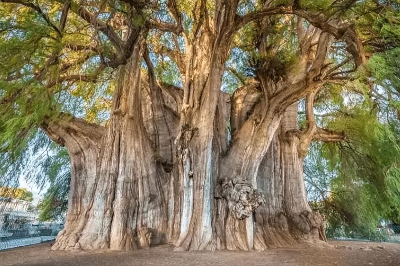 一棵树就是一个景点,一棵树的春夏秋冬绝美风景