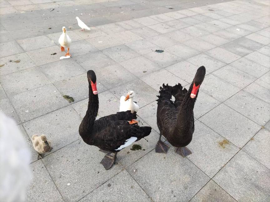 美丽校园行-2|历史生眼中的天津师范大学主校区