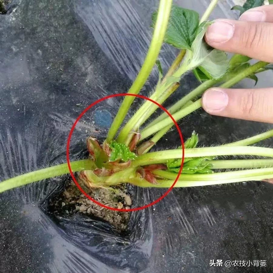 草莓的种植方法不用营养土种草莓,种草莓如果草莓苗有根如何种植