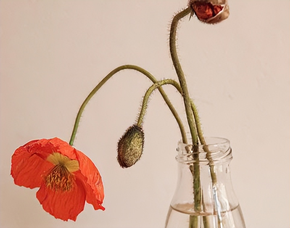 没有爱情的婚姻里，请抓住三根救命稻草