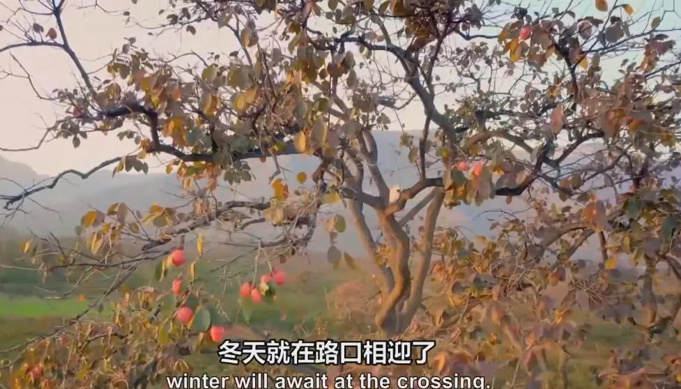 霜降有好柿，橘红色“灯笼”的变形记