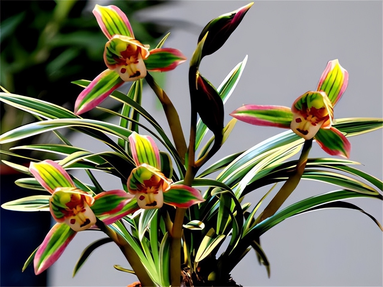 建兰帝王妃兰花品种图片,金边矮种帝王妃是不是建兰