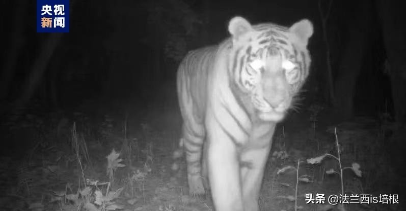 黑龙江饶河境内发现东北虎,黑龙江饶河东北虎出没