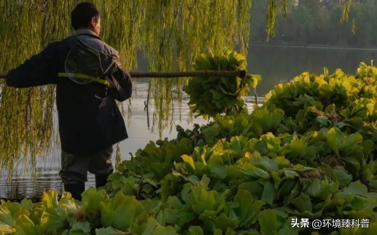 大薸怎么水培繁殖,大薸适合切头繁殖吗