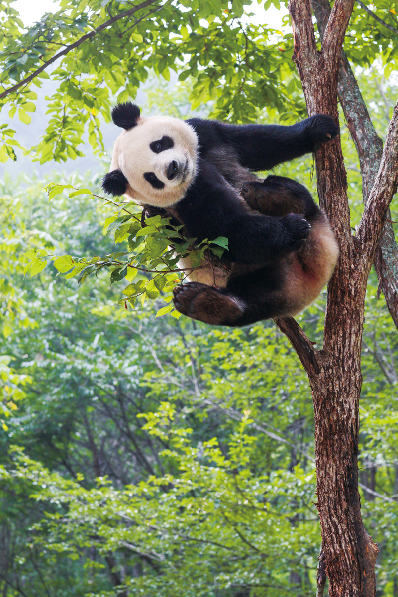 非凡十年林草建设的完美答卷