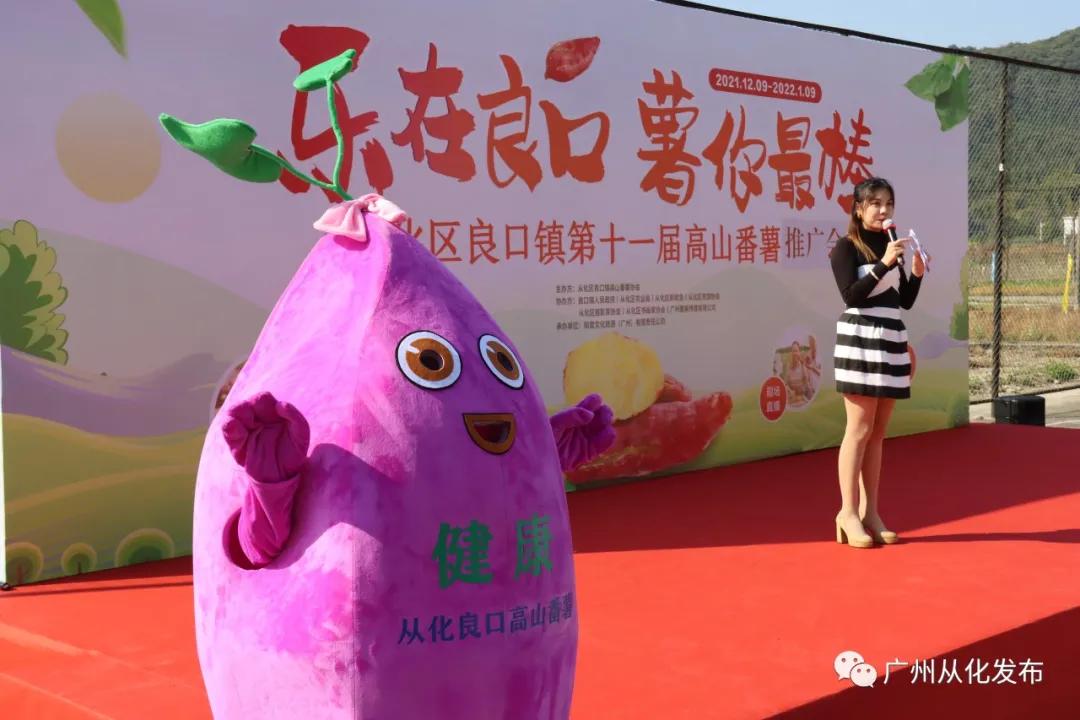 高山番薯广东广州从化地区的特产,哪个品种的番薯香甜软糯好吃