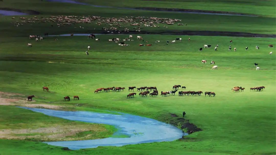 中国呼伦贝尔最大的草原 (呼伦贝尔大草原是世界第一吗)