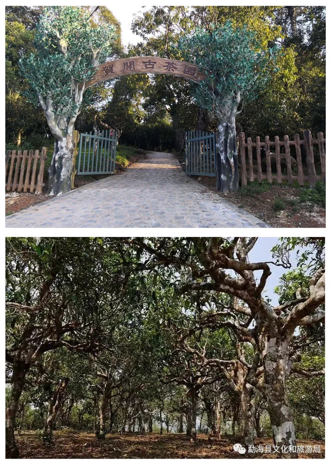 勐海旅游攻略路线图最新,勐海旅行攻略一日游景点