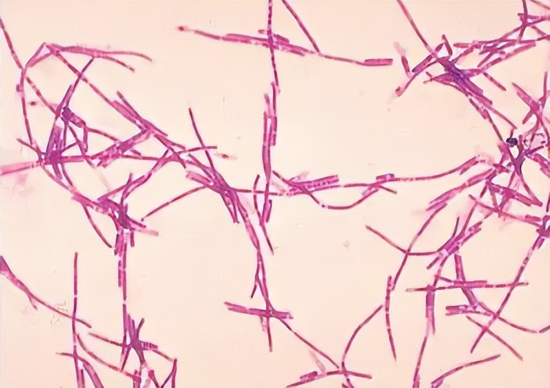 水产养殖芽孢菌分几种,水产芽孢杆菌分类