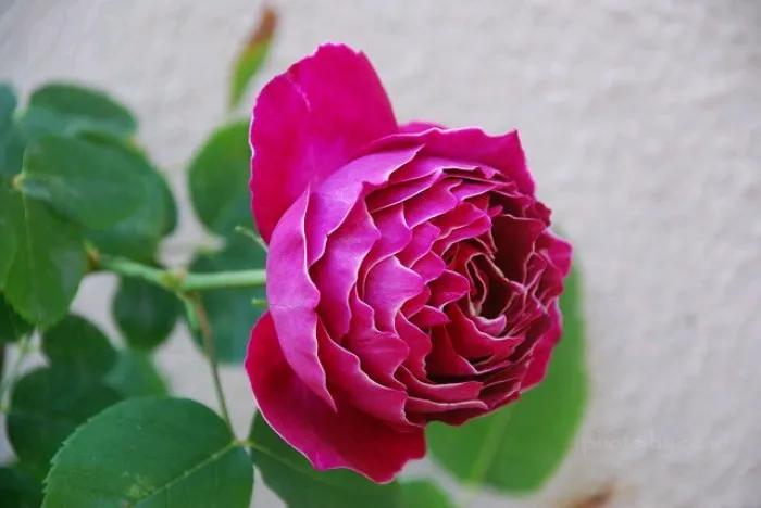 月季美图100张,妩媚动人的月季花图片