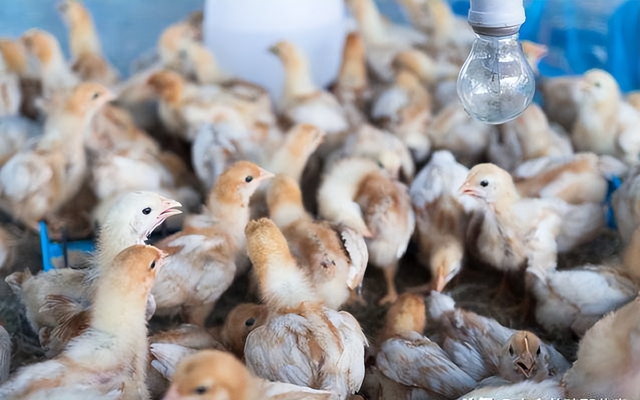 禽医娜娜聊鸡鸭鹅精神不好，闭眼睛，张嘴呼吸，3至5天见效；