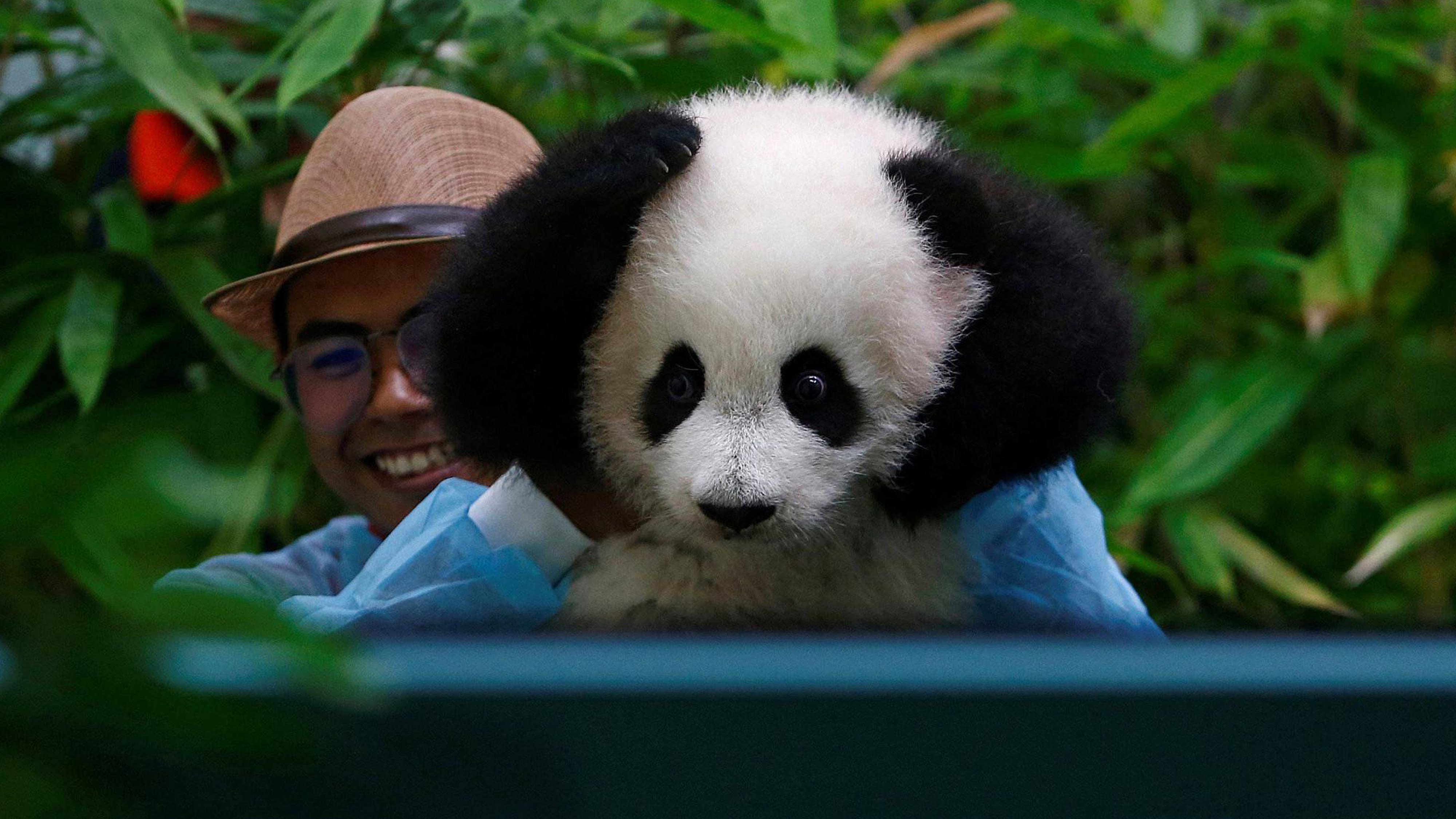 出国熊猫丫丫,熊猫福宝在国外有多欢迎