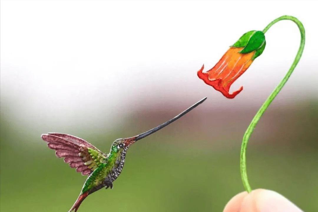 世界最小蜂鸟,世界上最小的蜂鸟到底有多大