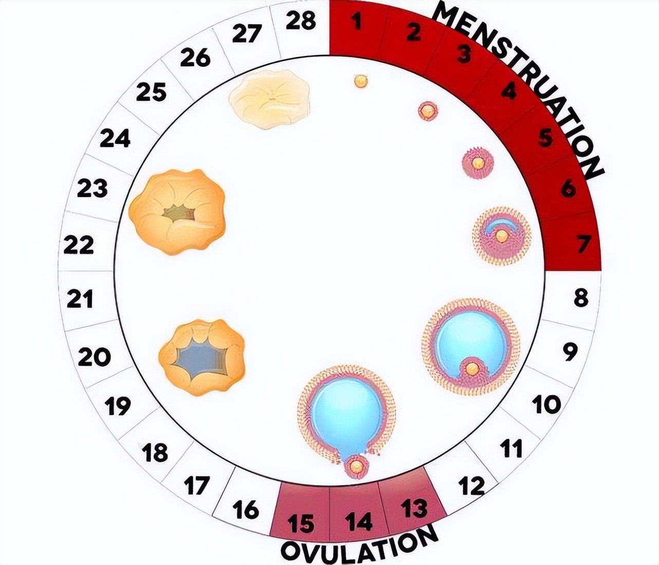 月经总是提前来，究竟是哪里出了问题？建议：女性朋友了解一下