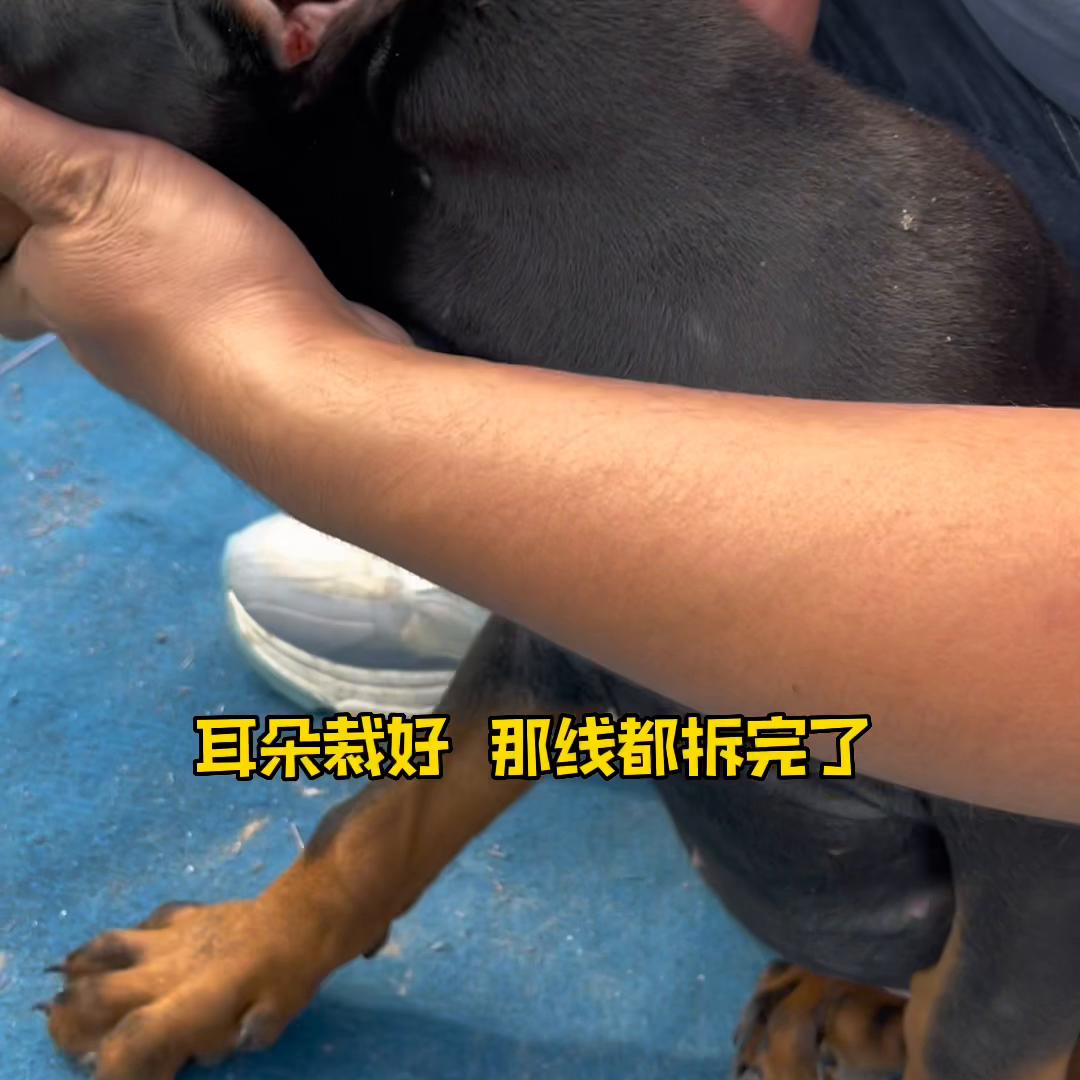 一级杜宾犬,一级护卫