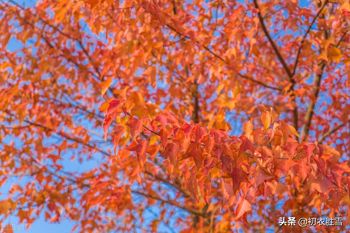 涓冪粷鍒濆啲绾㈠彾,鍘熷垱鍒濆啲绾㈠彾涓冪粷