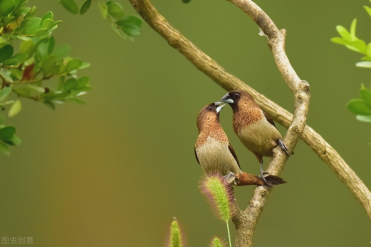 在天愿作比翼鸟的典故,在天愿作比翼鸟下一句是什么