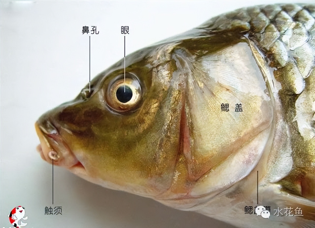 鱼的内部器官构造,鱼类的器官特征