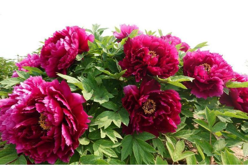 仙人掌墨西哥国花,仙人掌哪个国家的国花