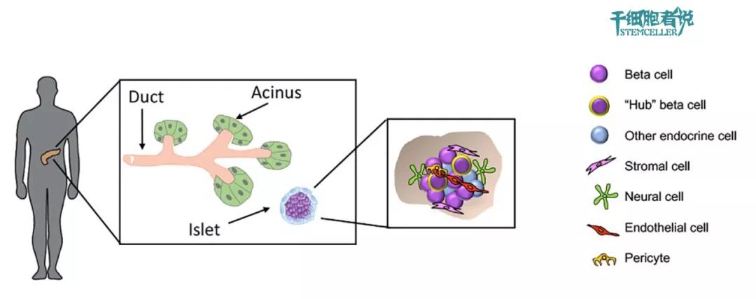 北京协和干细胞治疗糖尿病多少钱,干细胞疗法治疗糖尿病的新进展