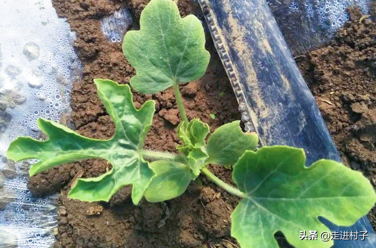 如何种植西瓜让西瓜长得很快,西瓜种植的方法和技术一窝种几棵