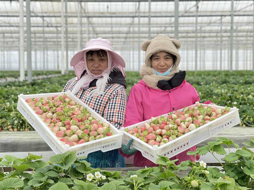 万企兴万村行动示范实践基地,万企兴万村行动案例