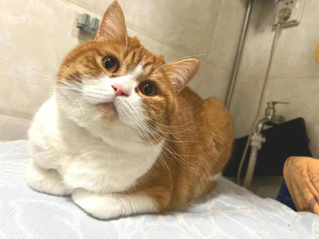 老祖宗教你选猫,老祖宗留下的风水诀100条