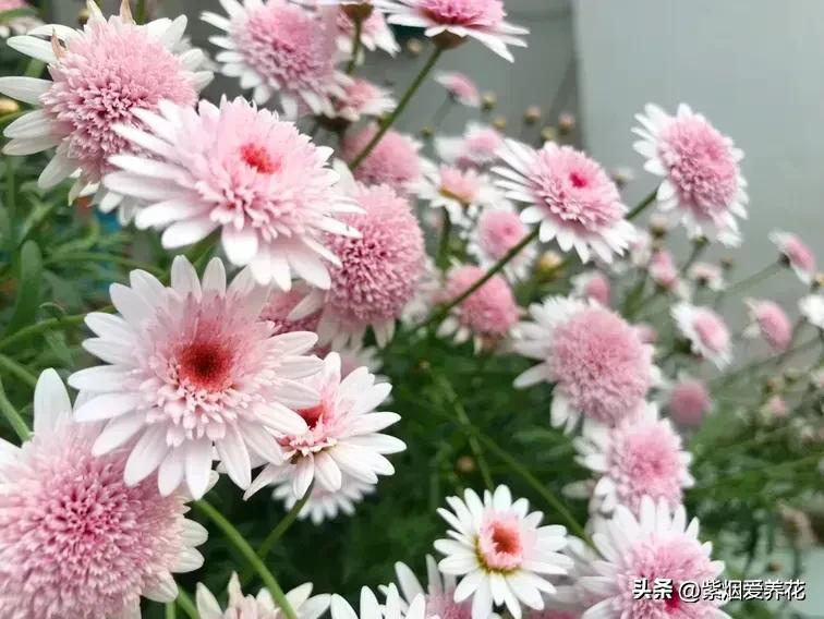 一丛黄菊花图片欣赏,五颜六色姹紫嫣红的鲜花