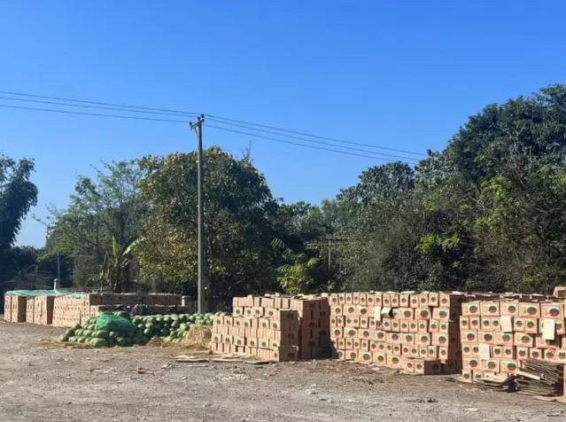 缅甸西瓜大量销往中国的原因,缅甸进口西瓜为什么一直涨价