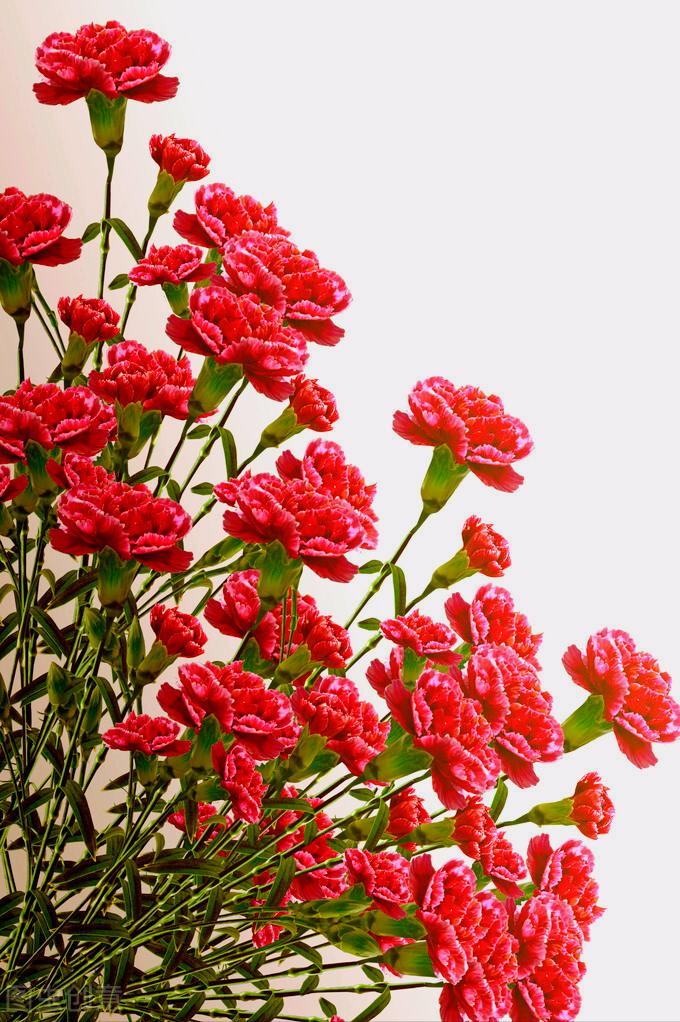 感恩母亲节祝自己节日快乐,母亲节感恩祝福词妈妈我爱你