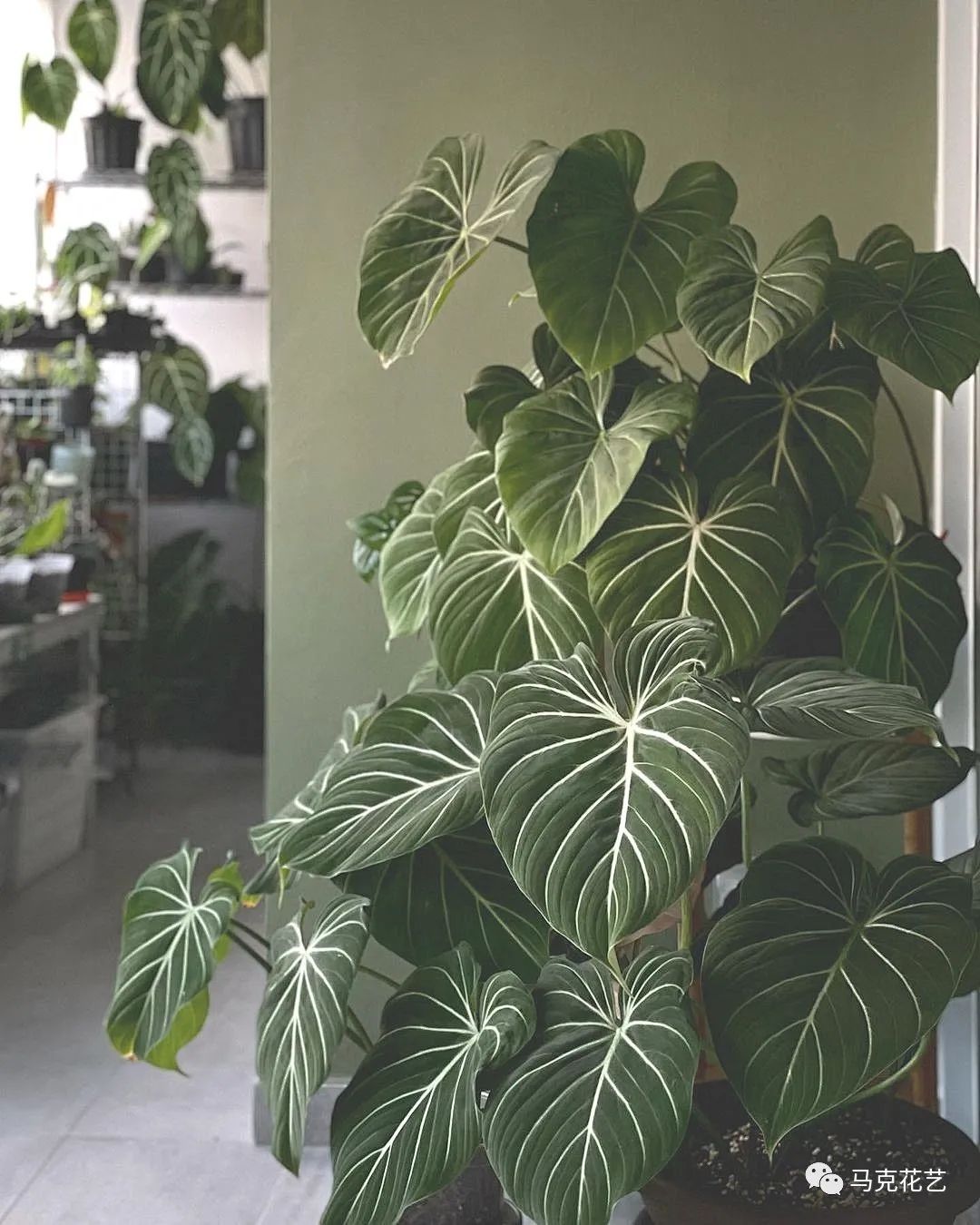 马克花艺｜送对花表对意，别让好心办坏事